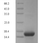 SDS-PAGE separation of QP5737 followed by commassie total protein stain results in a primary band consistent with reported data for C5a / Complement 5a. These data demonstrate Greater than 90% as determined by SDS-PAGE.