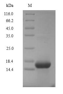 SDS-PAGE separation of QP5737 followed by commassie total protein stain results in a primary band consistent with reported data for C5a / Complement 5a. These data demonstrate Greater than 90% as determined by SDS-PAGE.