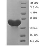 SDS-PAGE separation of QP5741 followed by commassie total protein stain results in a primary band consistent with reported data for Carbonic anhydrase 1. These data demonstrate Greater than 90% as determined by SDS-PAGE.