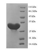 SDS-PAGE separation of QP5741 followed by commassie total protein stain results in a primary band consistent with reported data for Carbonic anhydrase 1. These data demonstrate Greater than 90% as determined by SDS-PAGE.