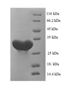 SDS-PAGE separation of QP5741 followed by commassie total protein stain results in a primary band consistent with reported data for Carbonic anhydrase 1. These data demonstrate Greater than 90% as determined by SDS-PAGE.