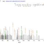 SEQUEST analysis of LC MS/MS spectra obtained from a run with QP5742 identified a match between this protein and the spectra of a peptide sequence that matches a region of Carbonic Anhydrase XII / CA12.