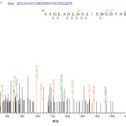 SEQUEST analysis of LC MS/MS spectra obtained from a run with QP5742 identified a match between this protein and the spectra of a peptide sequence that matches a region of Carbonic Anhydrase XII / CA12.