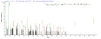 SEQUEST analysis of LC MS/MS spectra obtained from a run with QP5742 identified a match between this protein and the spectra of a peptide sequence that matches a region of Carbonic Anhydrase XII / CA12.