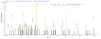 Additional SEQUEST analysis of the LC MS/MS spectra from QP5742 identified an additional between this protein and the spectra of another peptide sequence that matches a region of Carbonic Anhydrase XII / CA12 confirming successful recombinant synthesis.