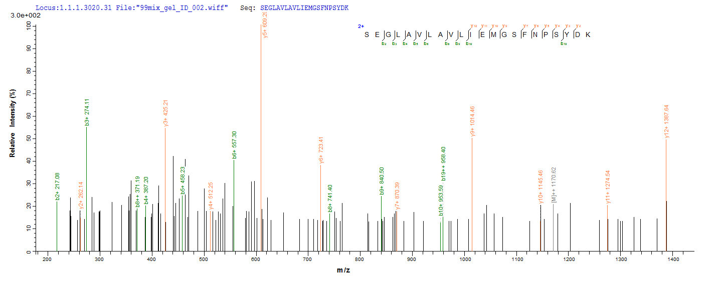 Additional SEQUEST analysis of the LC MS/MS spectra from QP5742 identified an additional between this protein and the spectra of another peptide sequence that matches a region of Carbonic Anhydrase XII / CA12 confirming successful recombinant synthesis.
