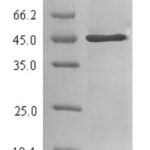 SDS-PAGE separation of QP5743 followed by commassie total protein stain results in a primary band consistent with reported data for Carbonic Anhydrase II / CA2. These data demonstrate Greater than 90% as determined by SDS-PAGE.