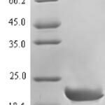 SDS-PAGE separation of QP5746 followed by commassie total protein stain results in a primary band consistent with reported data for CALCA / CGRP. These data demonstrate Greater than 90% as determined by SDS-PAGE.