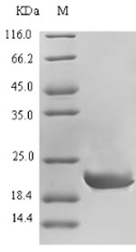 SDS-PAGE separation of QP5746 followed by commassie total protein stain results in a primary band consistent with reported data for CALCA / CGRP. These data demonstrate Greater than 90% as determined by SDS-PAGE.