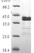 SDS-PAGE separation of QP5747 followed by commassie total protein stain results in a primary band consistent with reported data for CALCB / CGPR / Calcitonin 2. These data demonstrate Greater than 80% as determined by SDS-PAGE.