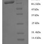 SDS-PAGE separation of QP5754 followed by commassie total protein stain results in a primary band consistent with reported data for Calpain-1 catalytic subunit. These data demonstrate Greater than 90% as determined by SDS-PAGE.