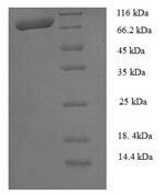 SDS-PAGE separation of QP5754 followed by commassie total protein stain results in a primary band consistent with reported data for Calpain-1 catalytic subunit. These data demonstrate Greater than 90% as determined by SDS-PAGE.