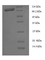 SDS-PAGE separation of QP5754 followed by commassie total protein stain results in a primary band consistent with reported data for Calpain-1 catalytic subunit. These data demonstrate Greater than 90% as determined by SDS-PAGE.