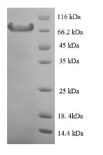 SDS-PAGE separation of QP5755 followed by commassie total protein stain results in a primary band consistent with reported data for Calpain-1 catalytic subunit. These data demonstrate Greater than 90% as determined by SDS-PAGE.