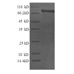 SDS-PAGE separation of QP5756 followed by commassie total protein stain results in a primary band consistent with reported data for Calpain-2 catalytic subunit. These data demonstrate Greater than 80% as determined by SDS-PAGE.