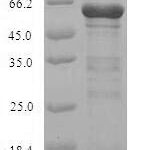 SDS-PAGE separation of QP5757 followed by commassie total protein stain results in a primary band consistent with reported data for Calpain-2 catalytic subunit. These data demonstrate Greater than 90% as determined by SDS-PAGE.