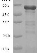 SDS-PAGE separation of QP5757 followed by commassie total protein stain results in a primary band consistent with reported data for Calpain-2 catalytic subunit. These data demonstrate Greater than 90% as determined by SDS-PAGE.