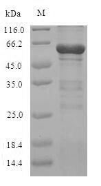 SDS-PAGE separation of QP5757 followed by commassie total protein stain results in a primary band consistent with reported data for Calpain-2 catalytic subunit. These data demonstrate Greater than 90% as determined by SDS-PAGE.