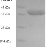 SDS-PAGE separation of QP5763 followed by commassie total protein stain results in a primary band consistent with reported data for Caspase-5. These data demonstrate Greater than 90% as determined by SDS-PAGE.