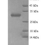 SDS-PAGE separation of QP5769 followed by commassie total protein stain results in a primary band consistent with reported data for Chromobox protein homolog 7. These data demonstrate Greater than 90% as determined by SDS-PAGE.