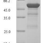 SDS-PAGE separation of QP5777 followed by commassie total protein stain results in a primary band consistent with reported data for G1 / S-specific cyclin-D2. These data demonstrate Greater than 80% as determined by SDS-PAGE.