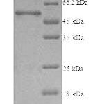 SDS-PAGE separation of QP5779 followed by commassie total protein stain results in a primary band consistent with reported data for T-complex protein 1 subunit beta. These data demonstrate Greater than 90% as determined by SDS-PAGE.