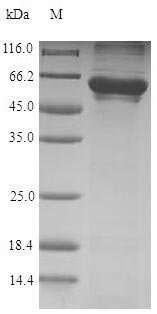 SDS-PAGE separation of QP5780 followed by commassie total protein stain results in a primary band consistent with reported data for T-complex protein 1 subunit zeta. These data demonstrate Greater than 90% as determined by SDS-PAGE.