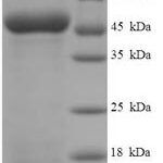 SDS-PAGE separation of QP5784 followed by commassie total protein stain results in a primary band consistent with reported data for Antigen-presenting glycoprotein CD1d. These data demonstrate Greater than 90% as determined by SDS-PAGE.