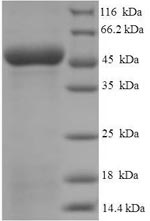 SDS-PAGE separation of QP5784 followed by commassie total protein stain results in a primary band consistent with reported data for Antigen-presenting glycoprotein CD1d. These data demonstrate Greater than 90% as determined by SDS-PAGE.