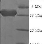 SDS-PAGE separation of QP5785 followed by commassie total protein stain results in a primary band consistent with reported data for CD2 / LY37. These data demonstrate Greater than 90% as determined by SDS-PAGE.