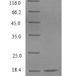 SDS-PAGE separation of QP5787 followed by commassie total protein stain results in a primary band consistent with reported data for CD40L / CD154 / TNFSF5. These data demonstrate Greater than 90% as determined by SDS-PAGE.