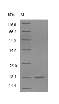 SDS-PAGE separation of QP5787 followed by commassie total protein stain results in a primary band consistent with reported data for CD40L / CD154 / TNFSF5. These data demonstrate Greater than 90% as determined by SDS-PAGE.