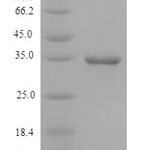 SDS-PAGE separation of QP5789 followed by commassie total protein stain results in a primary band consistent with reported data for CD46. These data demonstrate Greater than 90% as determined by SDS-PAGE.