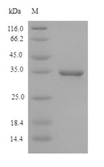 SDS-PAGE separation of QP5789 followed by commassie total protein stain results in a primary band consistent with reported data for CD46. These data demonstrate Greater than 90% as determined by SDS-PAGE.