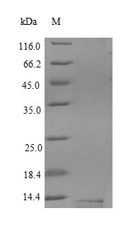 SDS-PAGE separation of QP5791 followed by commassie total protein stain results in a primary band consistent with reported data for CD59 / CD59A / MAC-IP. These data demonstrate Greater than 90% as determined by SDS-PAGE.