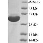 SDS-PAGE separation of QP5793 followed by commassie total protein stain results in a primary band consistent with reported data for CD68 / Macrosialin. These data demonstrate Greater than 90% as determined by SDS-PAGE.