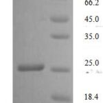 SDS-PAGE separation of QP5794 followed by commassie total protein stain results in a primary band consistent with reported data for CD7. These data demonstrate Greater than 90% as determined by SDS-PAGE.