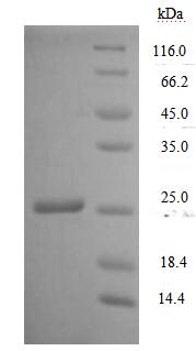 SDS-PAGE separation of QP5794 followed by commassie total protein stain results in a primary band consistent with reported data for CD7. These data demonstrate Greater than 90% as determined by SDS-PAGE.