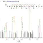 SEQUEST analysis of LC MS/MS spectra obtained from a run with QP5795 identified a match between this protein and the spectra of a peptide sequence that matches a region of CD74.