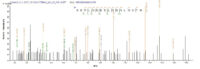 SEQUEST analysis of LC MS/MS spectra obtained from a run with QP5795 identified a match between this protein and the spectra of a peptide sequence that matches a region of CD74.