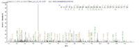 Additional SEQUEST analysis of the LC MS/MS spectra from QP5795 identified an additional between this protein and the spectra of another peptide sequence that matches a region of CD74 confirming successful recombinant synthesis.