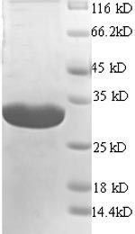 SDS-PAGE separation of QP5795 followed by commassie total protein stain results in a primary band consistent with reported data for CD74. These data demonstrate Greater than 90% as determined by SDS-PAGE.