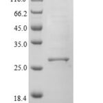 SDS-PAGE separation of QP5796 followed by commassie total protein stain results in a primary band consistent with reported data for CD74. These data demonstrate Greater than 90% as determined by SDS-PAGE.