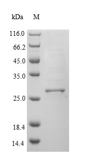 SDS-PAGE separation of QP5796 followed by commassie total protein stain results in a primary band consistent with reported data for CD74. These data demonstrate Greater than 90% as determined by SDS-PAGE.