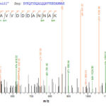 SEQUEST analysis of LC MS/MS spectra obtained from a run with QP5797 identified a match between this protein and the spectra of a peptide sequence that matches a region of CD81 / TAPA-1.