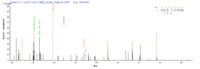 Additional SEQUEST analysis of the LC MS/MS spectra from QP5797 identified an additional between this protein and the spectra of another peptide sequence that matches a region of CD81 / TAPA-1 confirming successful recombinant synthesis.