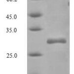 SDS-PAGE separation of QP5799 followed by commassie total protein stain results in a primary band consistent with reported data for CD82 / KAI-1. These data demonstrate Greater than 90% as determined by SDS-PAGE.