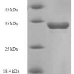 SDS-PAGE separation of QP5800 followed by commassie total protein stain results in a primary band consistent with reported data for CD8A / MAL. These data demonstrate Greater than 90% as determined by SDS-PAGE.