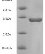 SDS-PAGE separation of QP5800 followed by commassie total protein stain results in a primary band consistent with reported data for CD8A / MAL. These data demonstrate Greater than 90% as determined by SDS-PAGE.