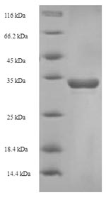 SDS-PAGE separation of QP5800 followed by commassie total protein stain results in a primary band consistent with reported data for CD8A / MAL. These data demonstrate Greater than 90% as determined by SDS-PAGE.